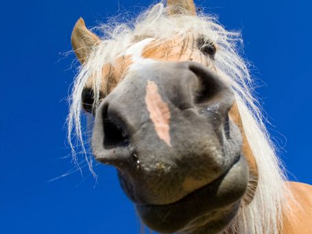 Pferd, www.tier-physio-logisch.de