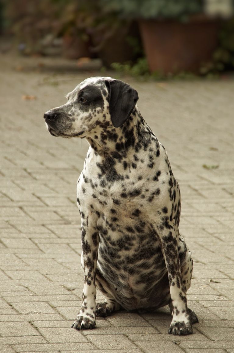 Übergewicht bei Hund und Katze