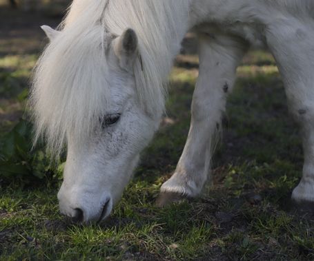 Pferd, Pony, www.tier-physio-logisch.de