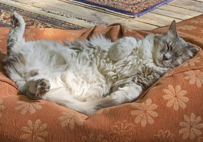 Physiotherapie für Katzen
