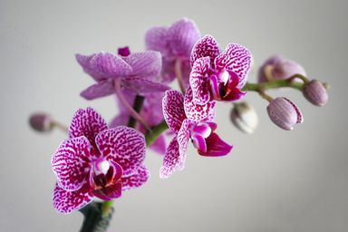 Orchidee
