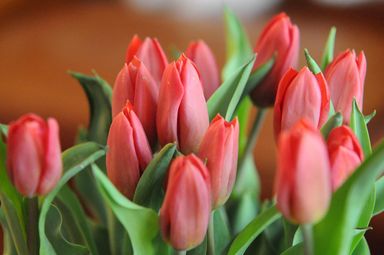 Tulpen