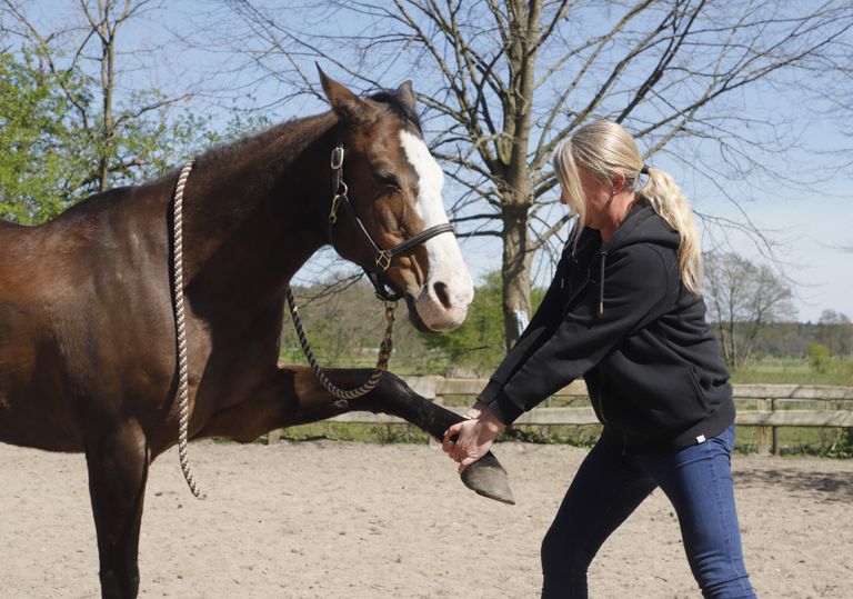 Physiotherapie für Pferde in Hamburg