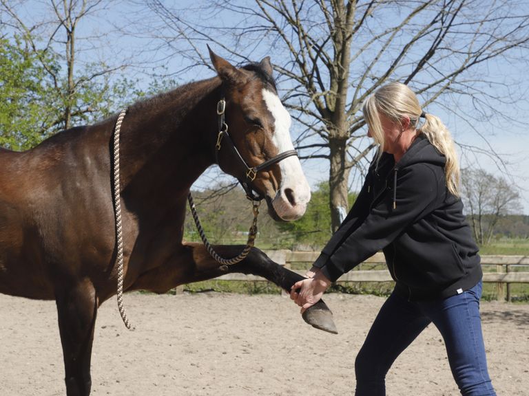 Tierphysiotherapie Pferd Nicole Junge