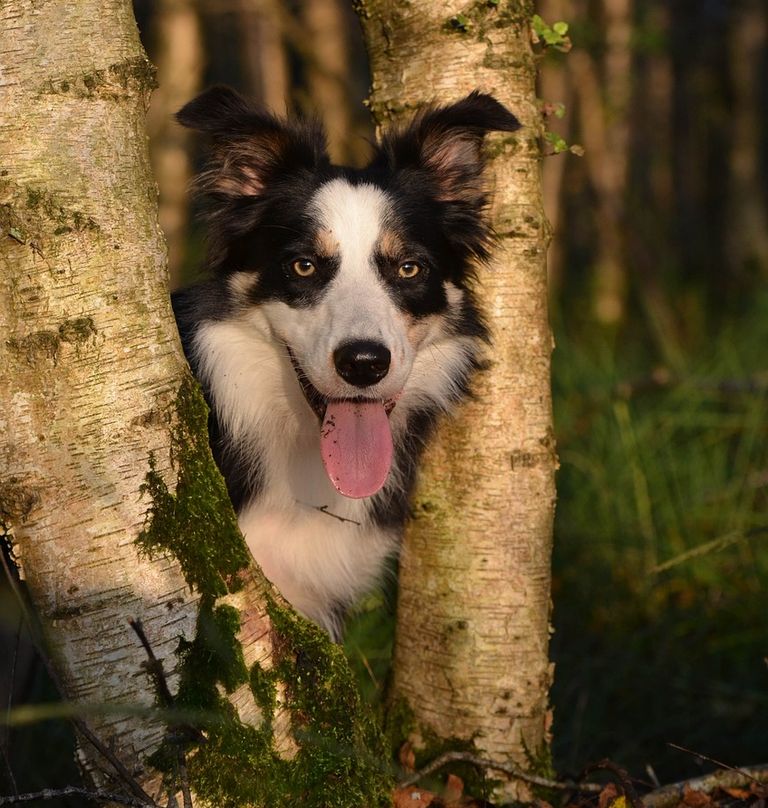 Tierphysio Hund, www.tier-physio-logisch.de