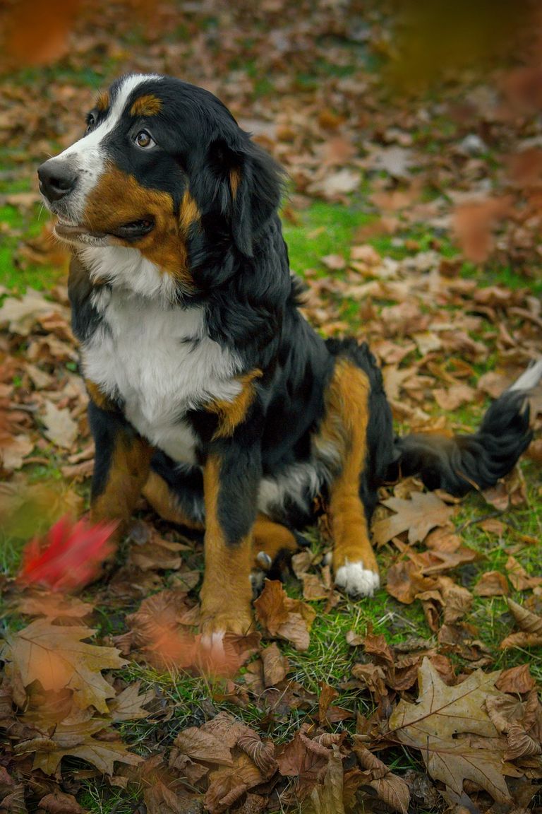 Kreuzbandriss beim Hund