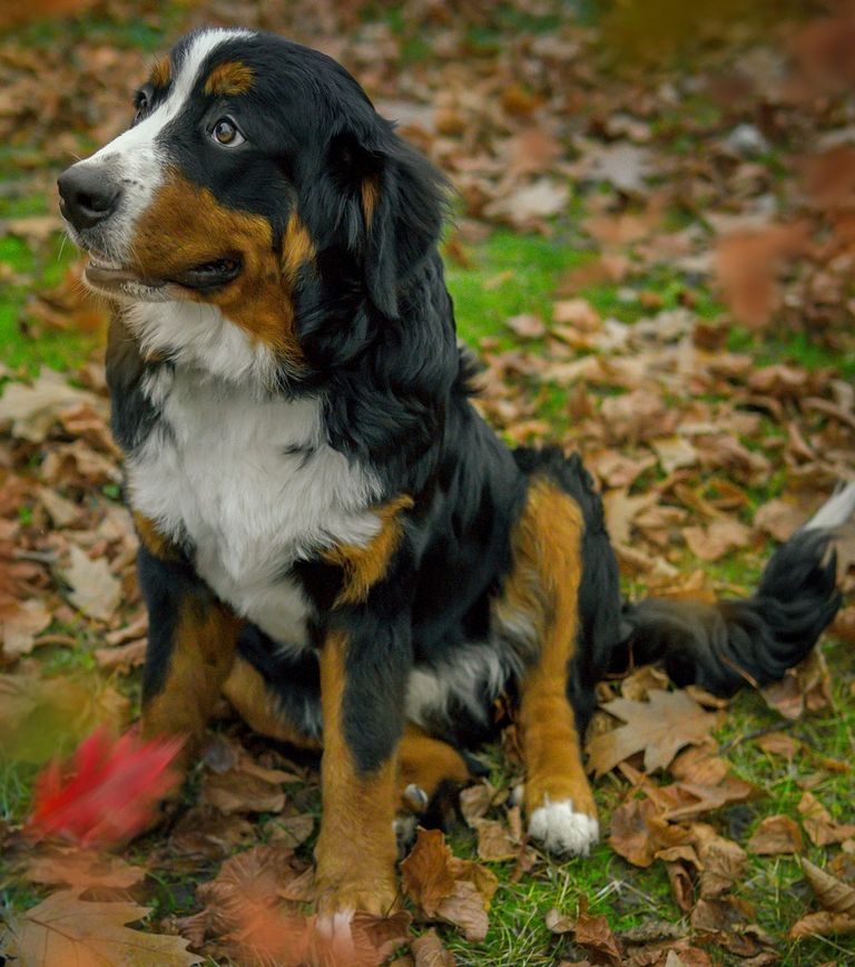 Kreuzbandriss beim Hund
