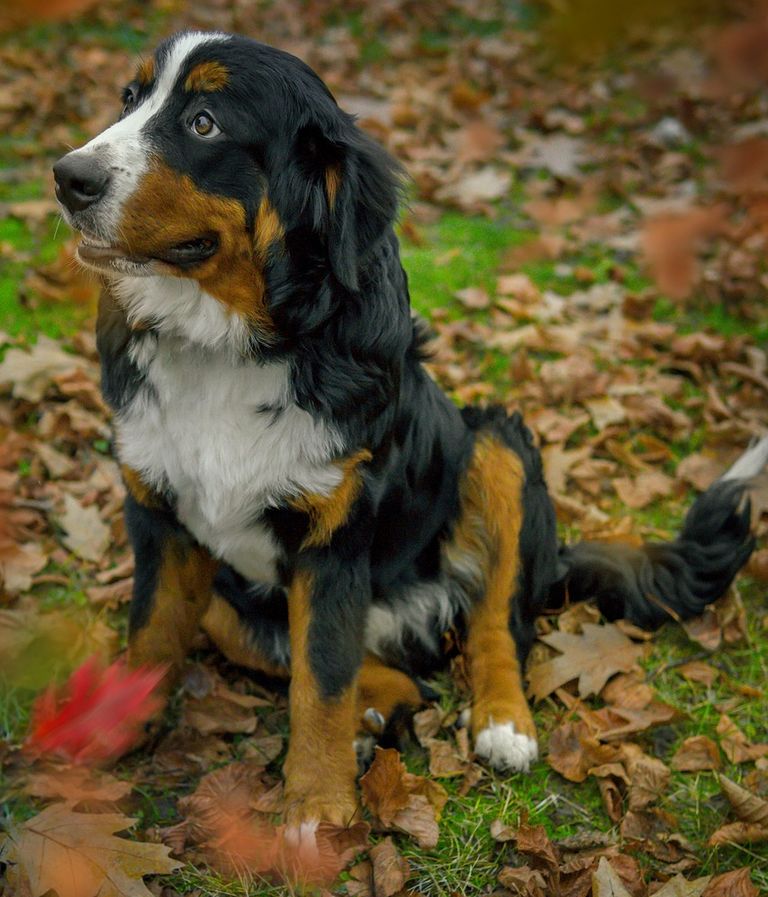 Kreuzbandriss beim Hund