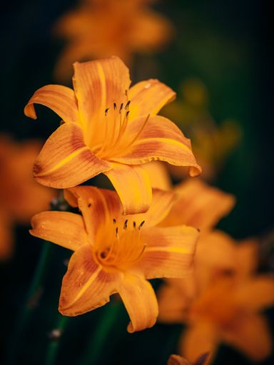Lilien