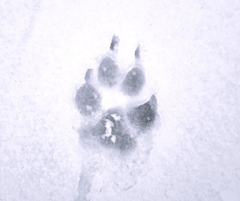 Pfotenpflege im Winter für Hunde
