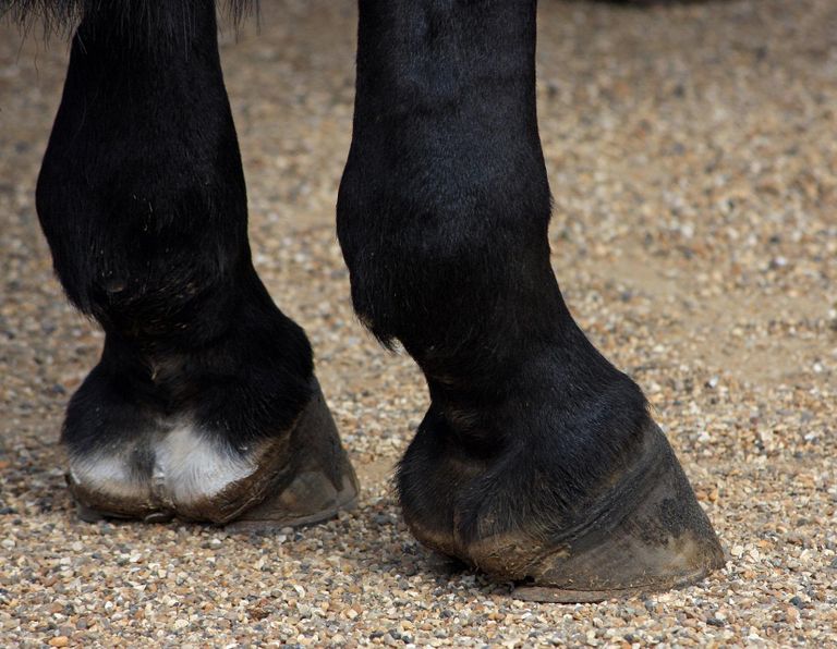 Hufrehe bei Pferd www.tier-physio-logisch.de