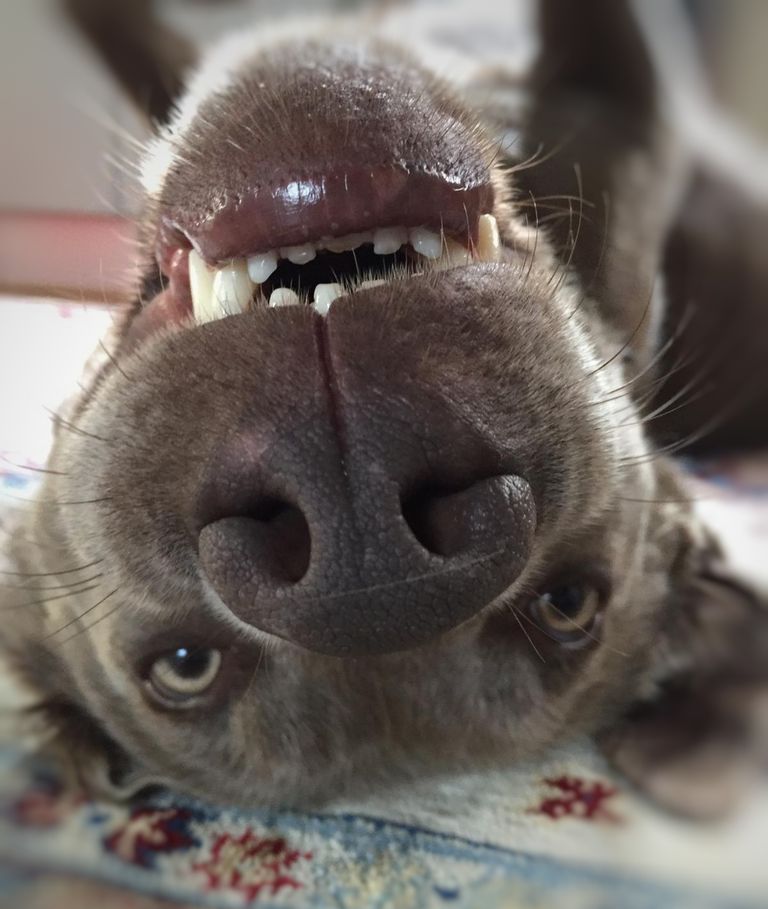 Zahnpflege Hund 