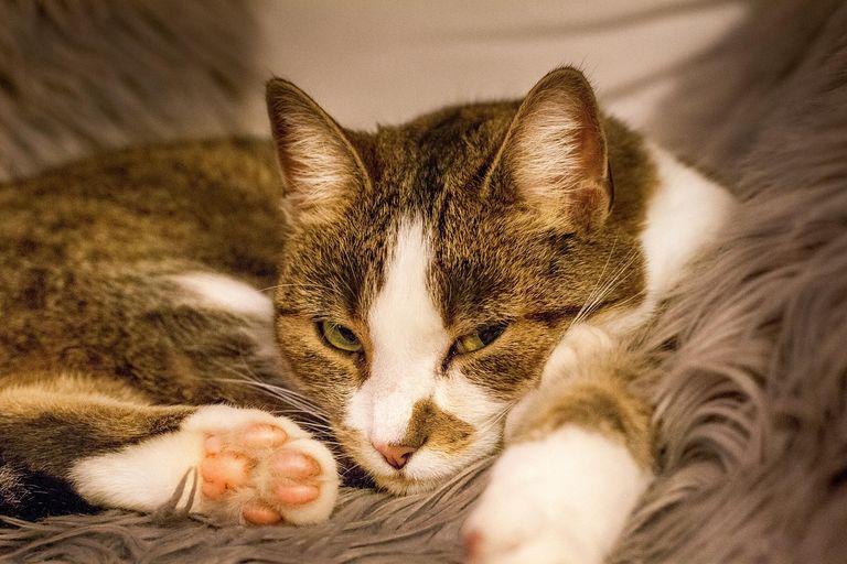 Katzen & Giftpflanzen