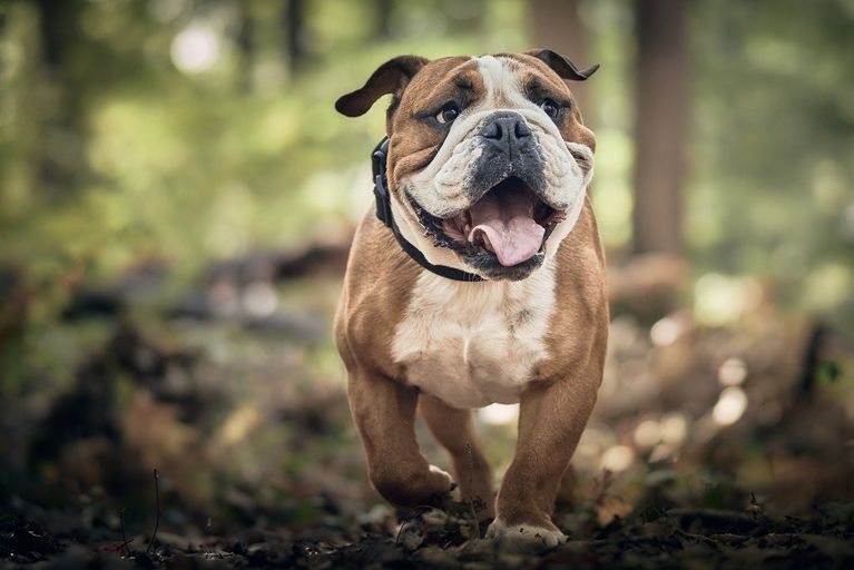 Tierphysiotherapie Nicole Junge