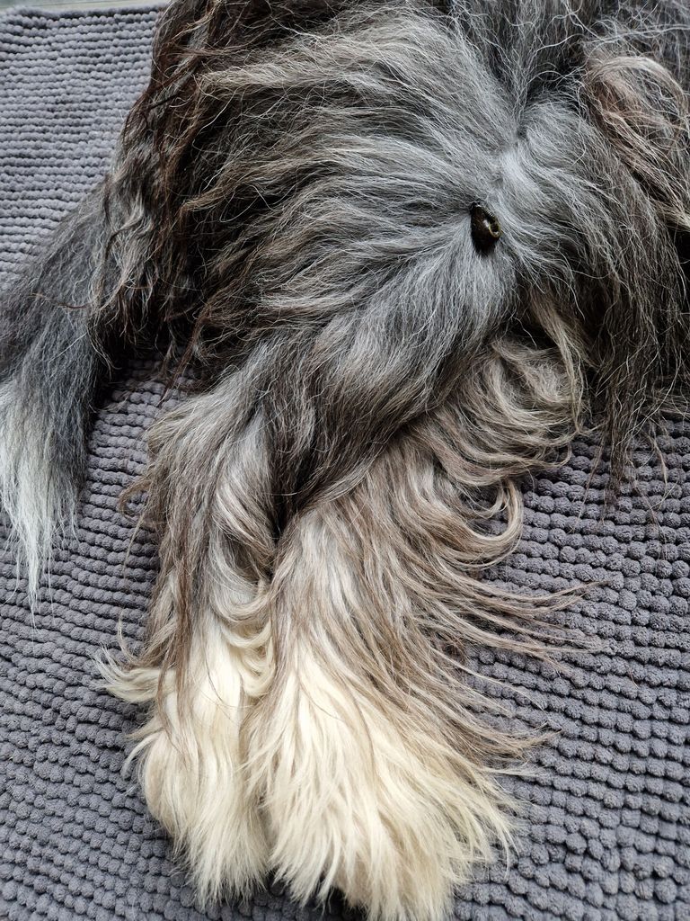 Arthrose Hund Blutegeltherapie