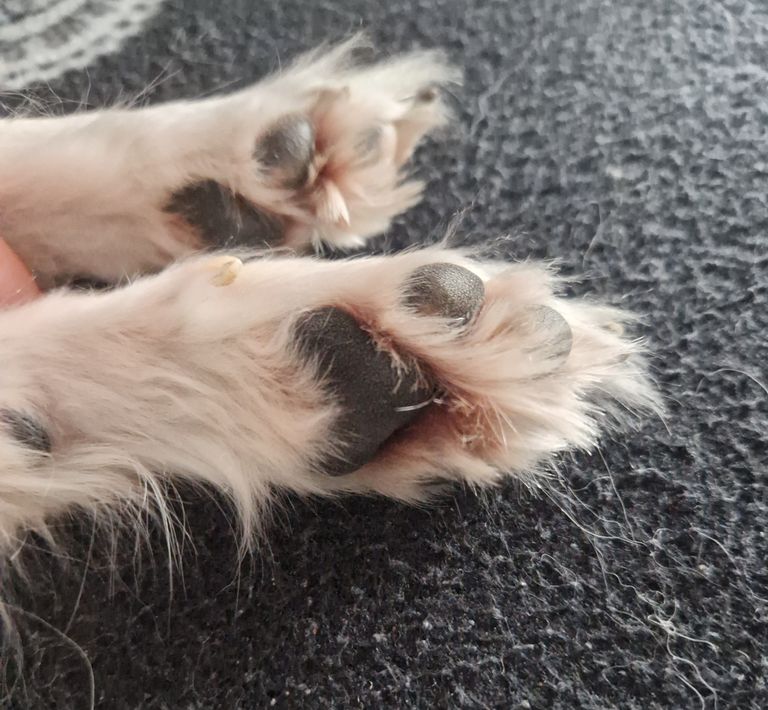 Pfotenpflege im Winter