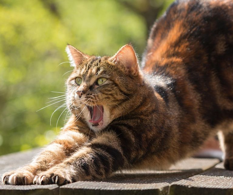 Physiotherapie für Katzen
