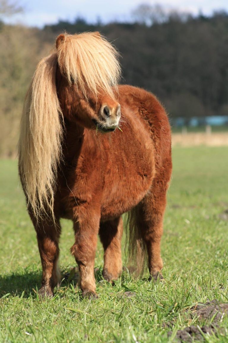 Pferd/ Pony, www.tier-physio-logisch.de