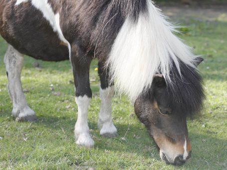 Pony, www.tier-physio-logisch.de