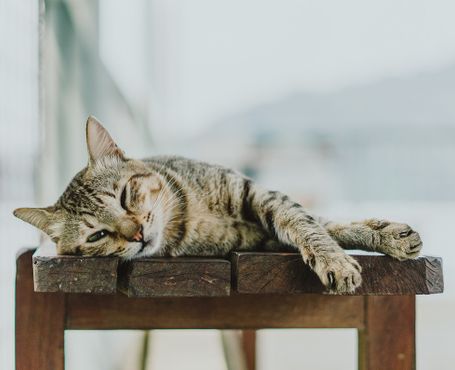 Katze, www.tier-physio-logisch.de