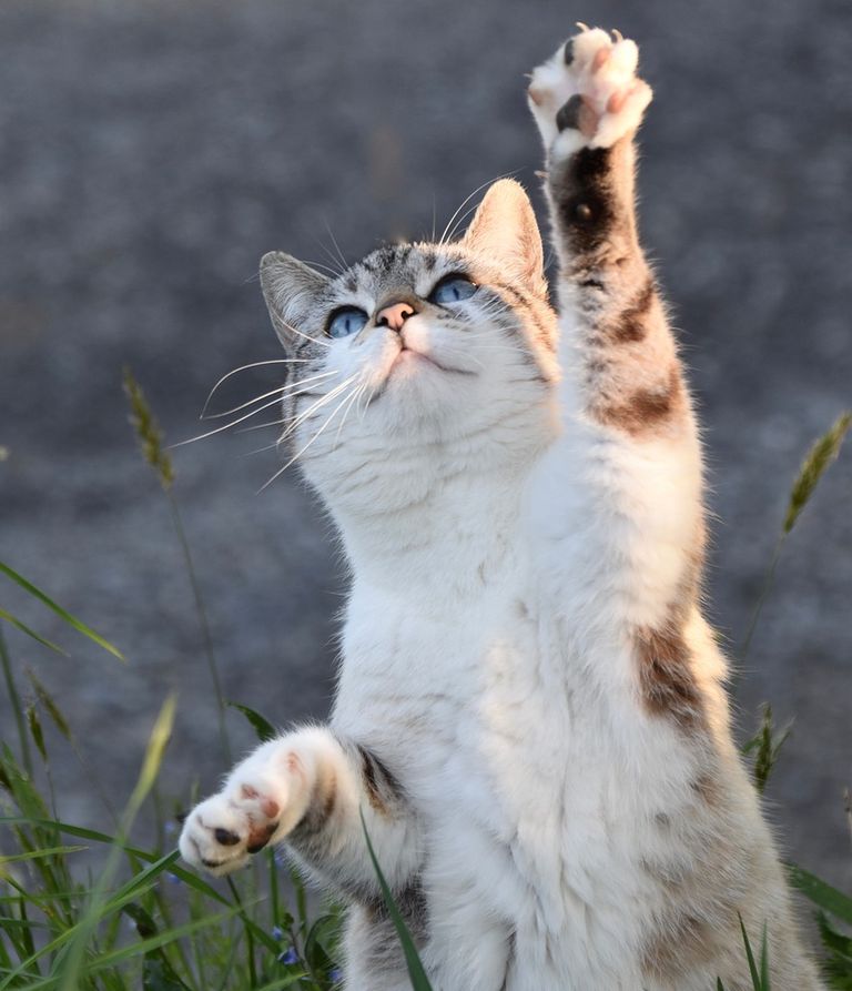 Katzen & Giftpflanzen