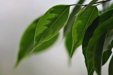 Ficus Birkenfeige