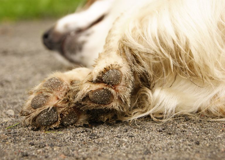 Grannen beim Hund