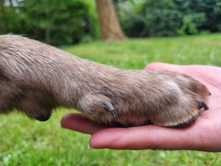 Krallenpflege Hund