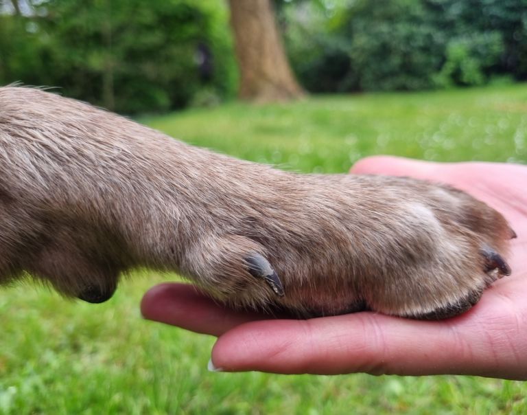 Krallenpflege Hund